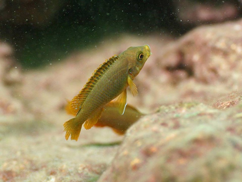 Iodotropheus sprengerae 'Makokola Reef'